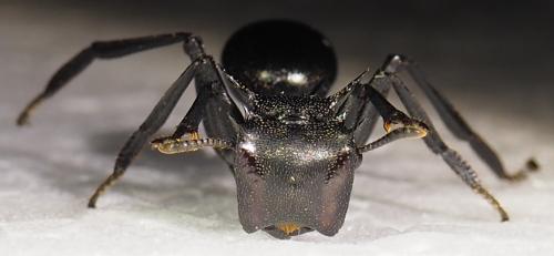 Cephalotes atratus